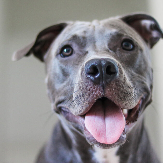 blue-nose-pitbull-panting